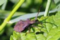 Coreus marginatus